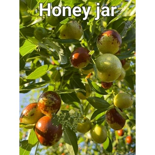 Giống hồng táo honey jar