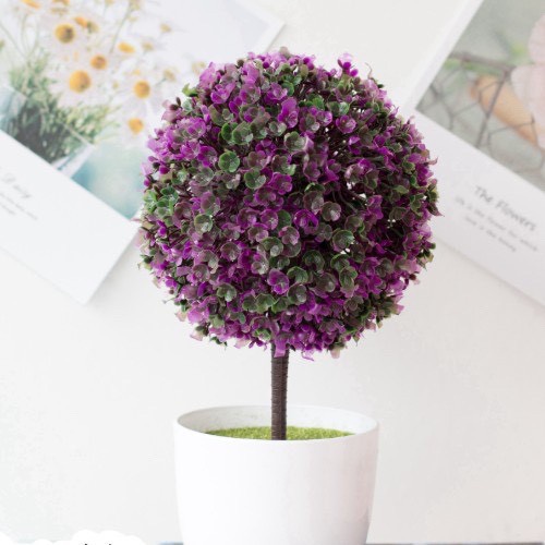 Chậu hoa cẩm tú cầu để bàn, để trang trí kệ treo tường .