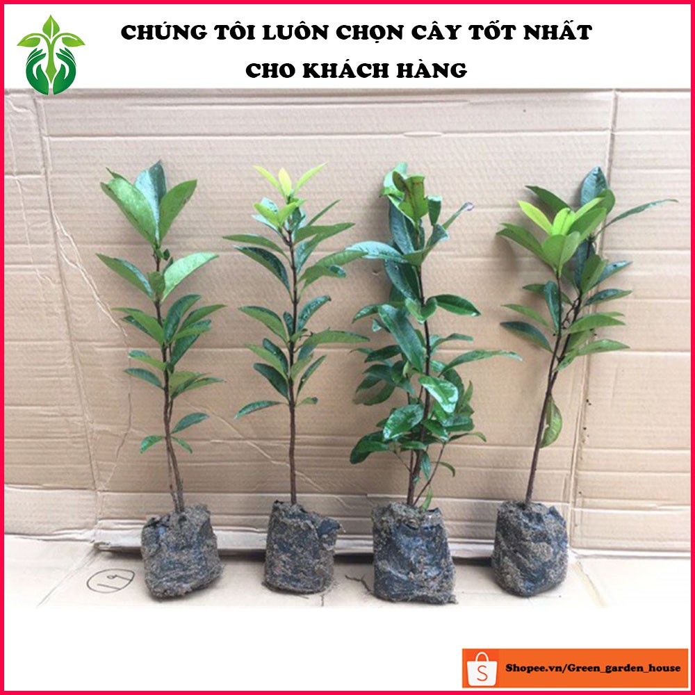 Combo 2 cây cherry Brazil nhiệt đới (anh đào Brazil) cao 60 - 80cm ( ảnh thật )