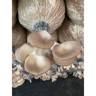 Phôi nấm giống Bào ngư (01 kiện 18 bịch phôi)