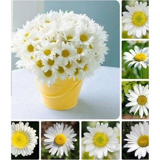 100 Hạt giống hoa cúc chi trắng