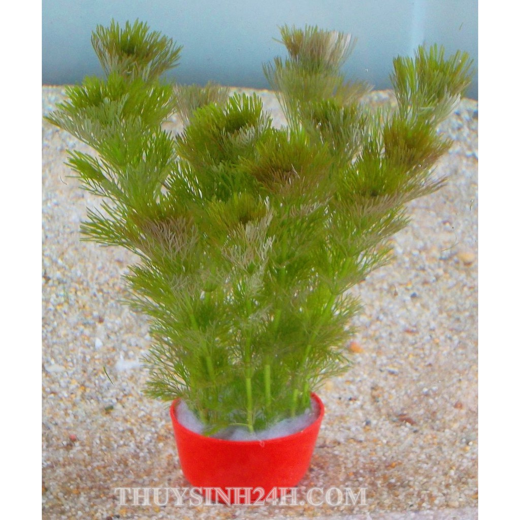 TIỂU BẢO THÁP - Limnophila sessiliflora