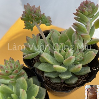 Sen Đá Mặt Trời 🌞🌞🌞 - Size Bầu