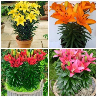 5 Củ giống hoa ly cao nhiều màu ra mầm 2_4 cm （size16-20）