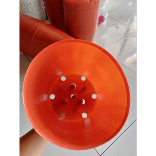 chậu c9 đỏ liên an