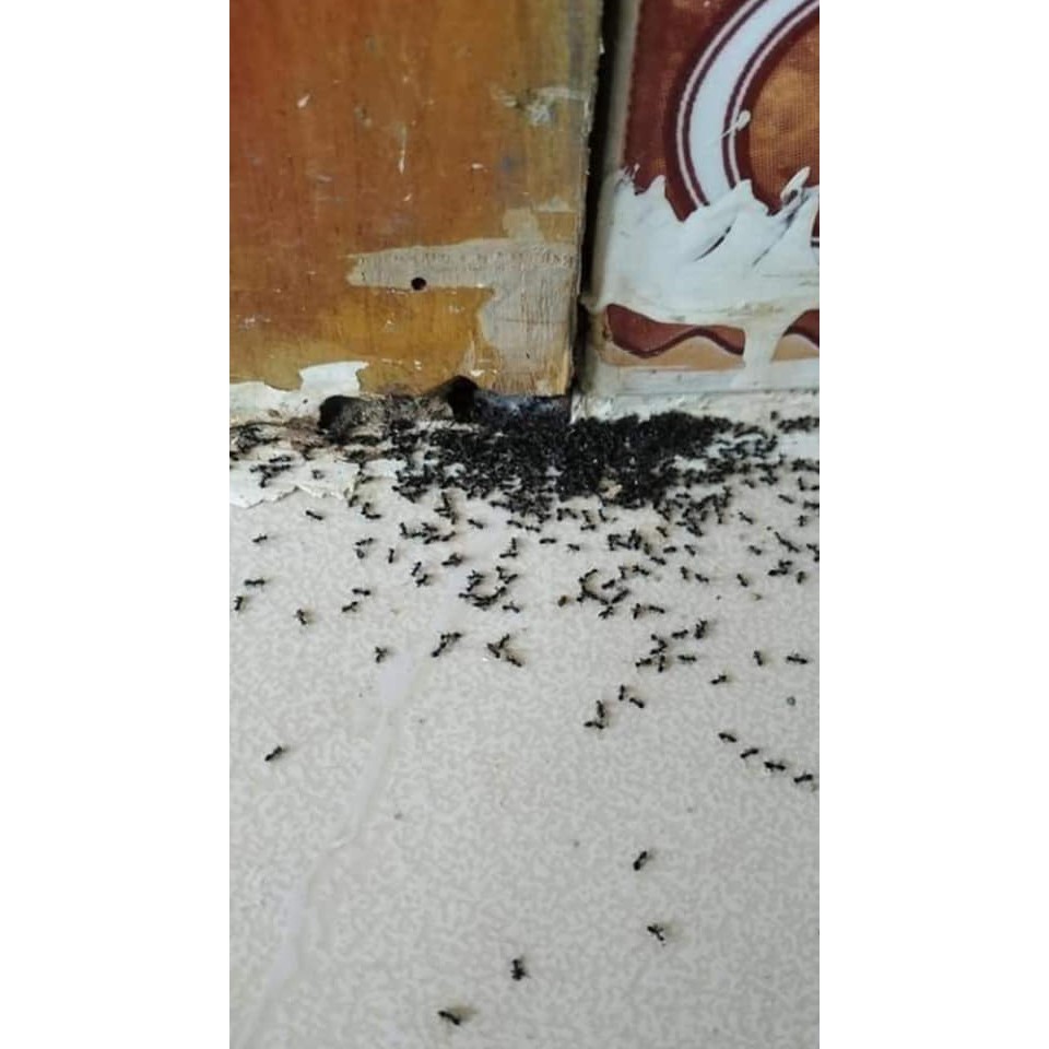 Thuốc diệt kiến gián tận gốc Anti Ant diệt kiến gián trong nhà thuốc diệt kiến sinh học