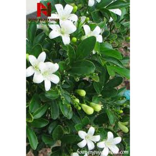 1 CÂY NGUYỆT QUẾ GIỐNG