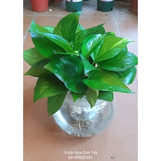 Trầu bà thủy sinh, chậu cây để bàn.