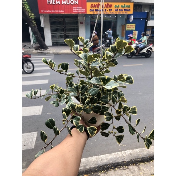 CÂY BÀNG CẨM THẠCH- CÂY ĐA TAM PHÚC- CHẬU GIỎ TREO, CÂY PHONG THUỶ RẤT ĐẸP!
