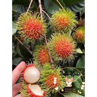 Chôm chôm Thái ngon bổ rẻ