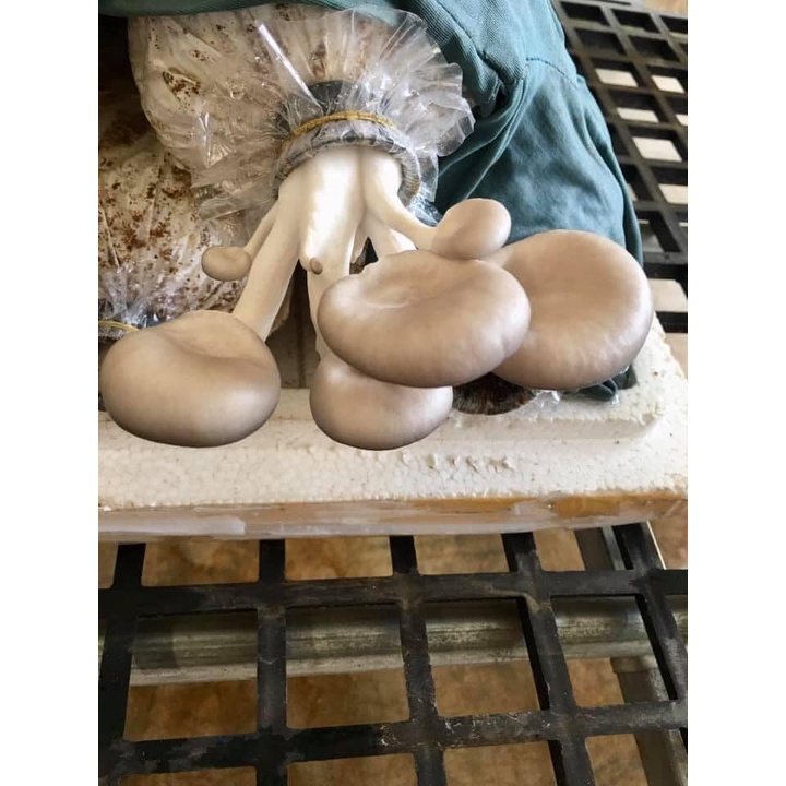 Phôi nấm bào ngư Cám/đen, Hoàn Kim Đà Lạt, trồng nấm sạch tại nhà, #Son Store
