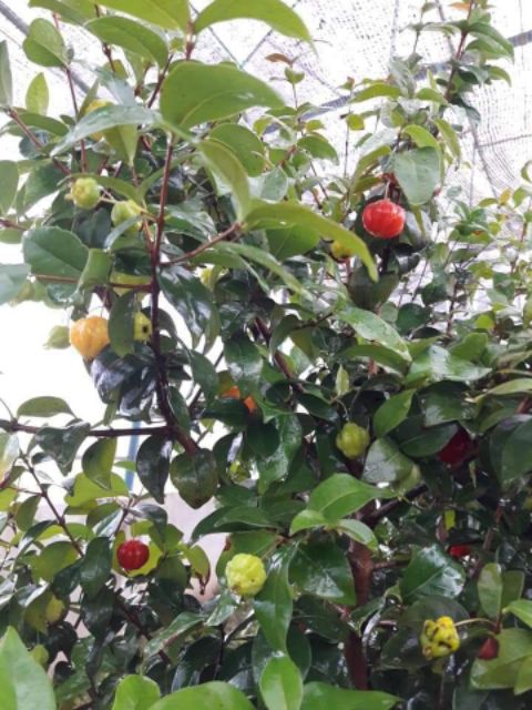 2 Cây giống  suri nam cherry