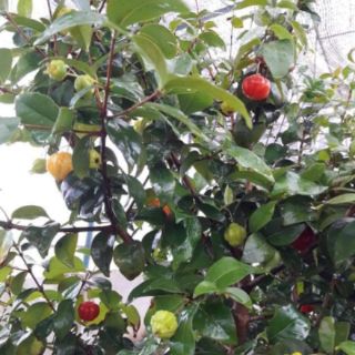 Cây giống  suri nam cherry
