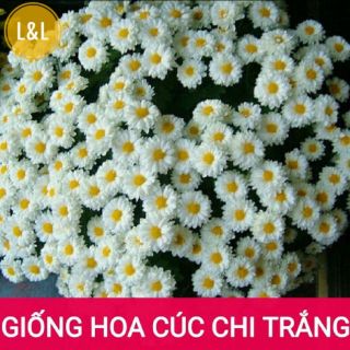 GÓI 100 Hạt Giống Hoa Cúc Chi Trắng - 60cm