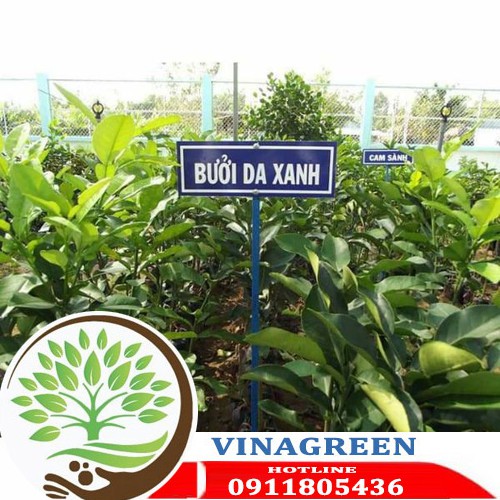 cây giống bưởi da xanh