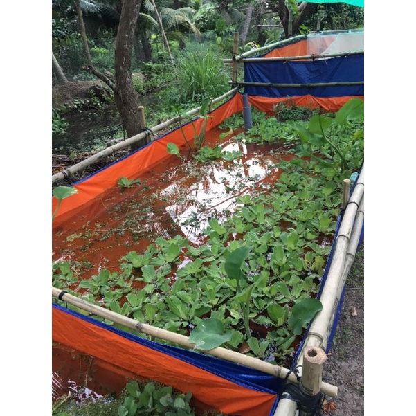 BỂ BẠT NUÔI ỐC ẾCH CÁ LƯƠN - 4x2x1