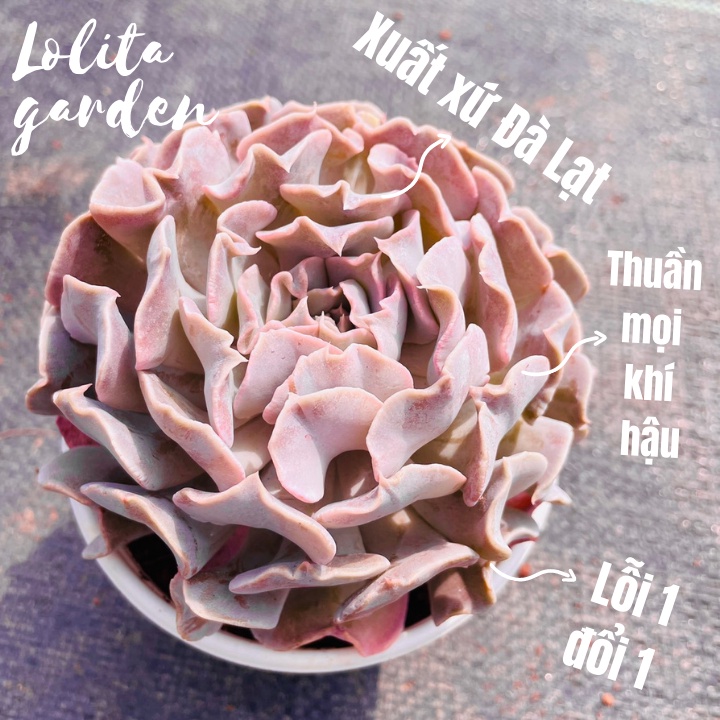 Sen đá violet rose Đà Lạt size trung bình cây cảnh trang trí nhà cửa Lolita garden