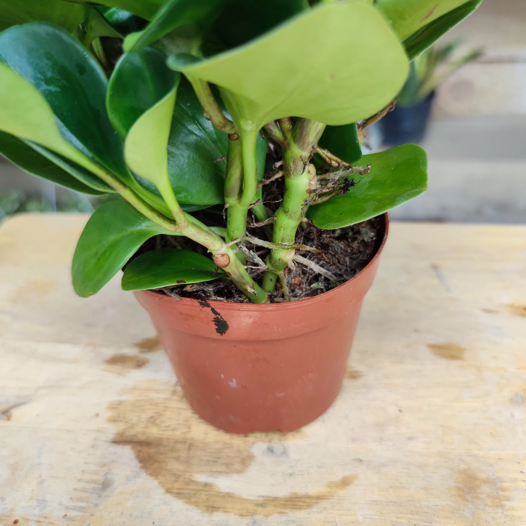 Cây trương sinh để bàn may mắn tăng sức khỏe cây phong thủy nội thất cao 25cm