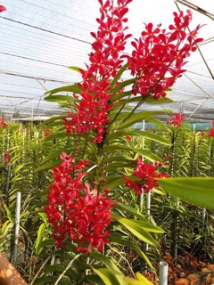 Combo 10 cây Lan mokara màu đỏ