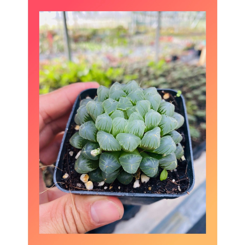 SEN ĐÁ KIM CƯƠNG HAWORTHIA COOPERI SIZE BÉ, HÀNG ĐÀ LẠT, SIÊU XINH SIÊU KHỎE, LỖI 1 ĐỔI 1