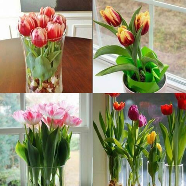 Củ hoa Tulip Hà lan trồng tết. 1Củ hoa tuylip