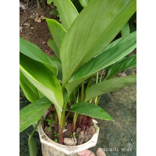 Ngải bún cây giống
