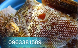 Mật ong rừng Tây Bắc