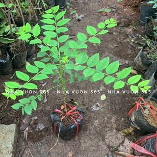 Cây giống chùm ruột (ảnh thật cây giống có sẵn tại vườn)