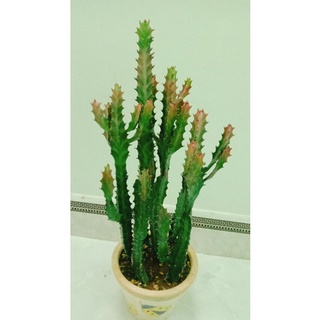 xương rồng euphoria var đỏ