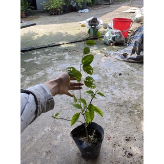 Cây giống hoa Ngọc nữ (rồng phun ngọc)