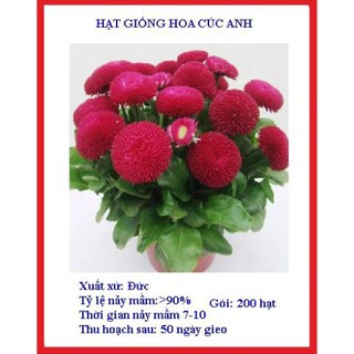 200 hạt giống cúc anh màu đỏ
