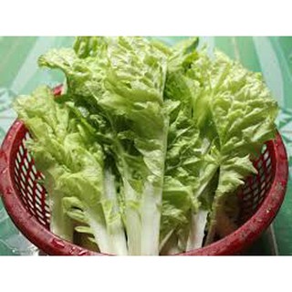 Hạt giống cải bẹ Dún
