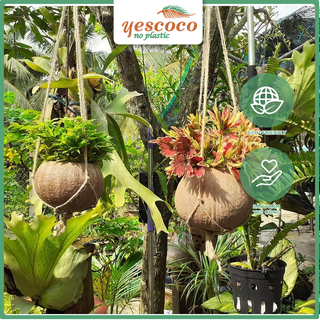 Chậu treo trồng hoa Gáo Dừa dây đan| YESCOCO XUỎNG SẢN XUẤT