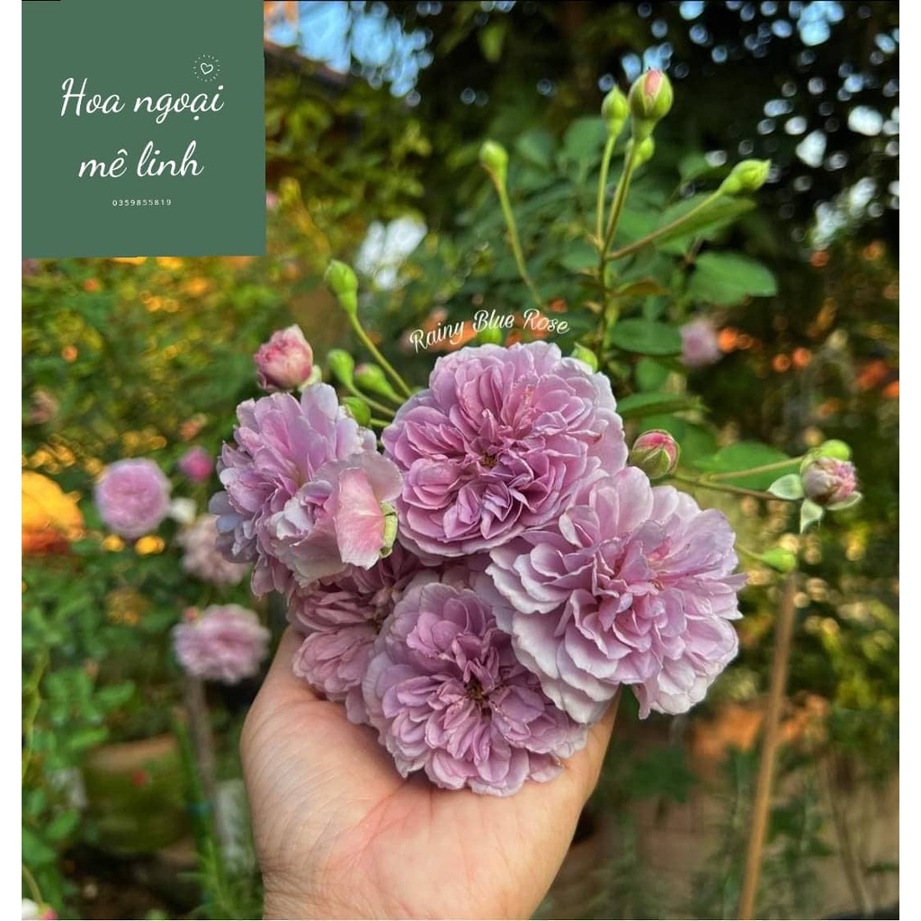 Hoa hồng leo Rainy Blue Rose bông hồng tím mộng mơ-Hoangoaimelinh