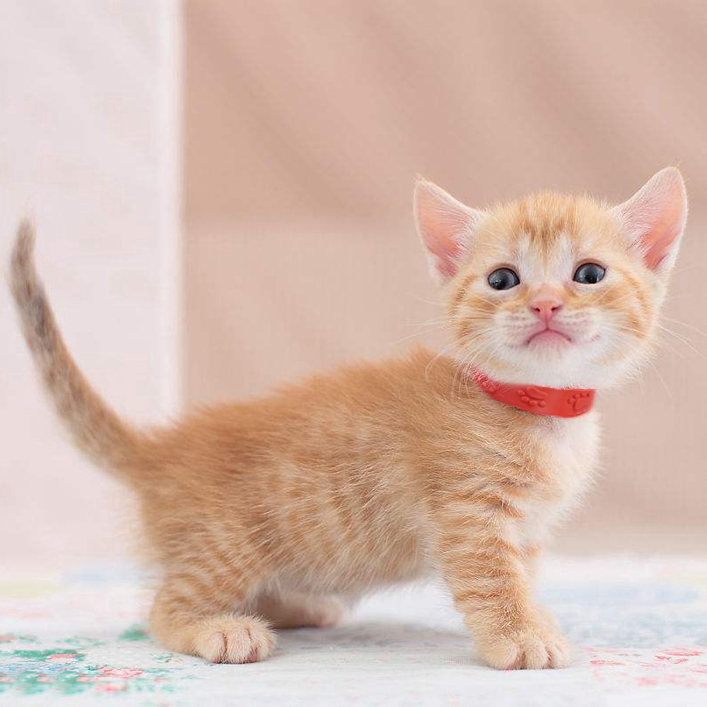 Vòng Cổ Chống Bọ Chét Cho Thú Cưng