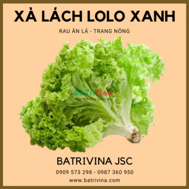 Gói 20gr Xà lách Xoăn Tango - Lolo xanh Trang Nông