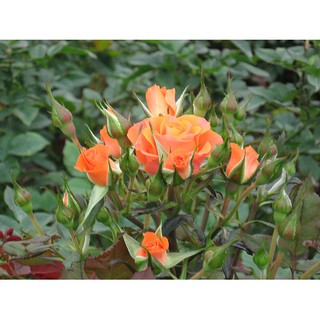 Hạt giống hoa hồng tỷ muội