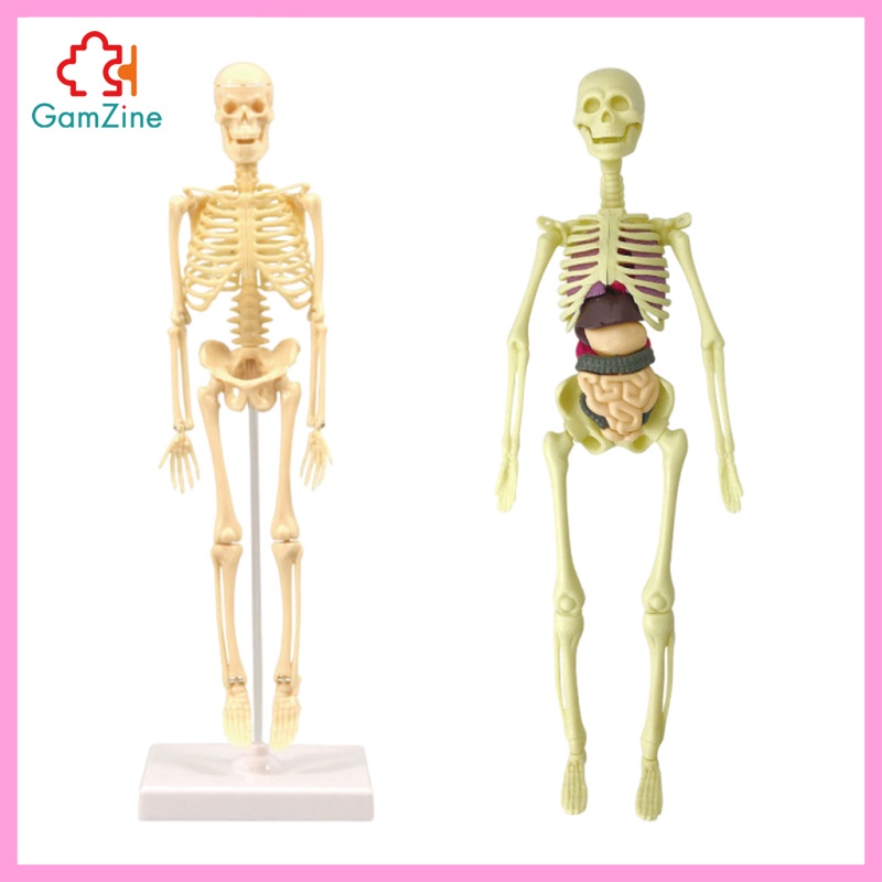 1 Bộ Xương Người Trưng Bày Mô Hình Giải Phẫu Học lzdxwcke2