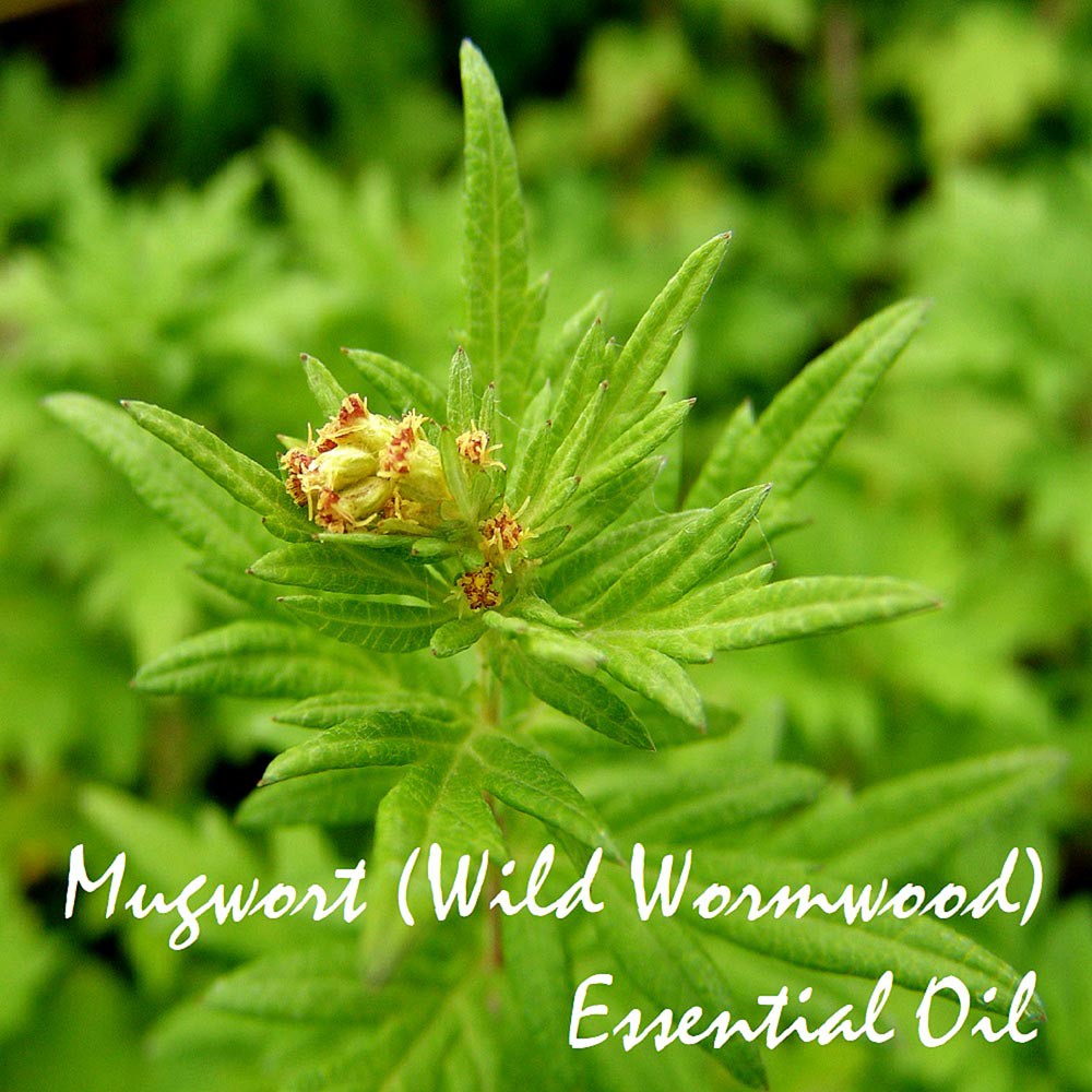 Tinh dầu Ngải cứu Mugwort Essential Oil (Wild Wormwood)