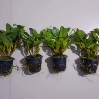 Hoa lan kiều tím Thái