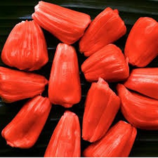 GIỐNG MÍT DA ĐỎ