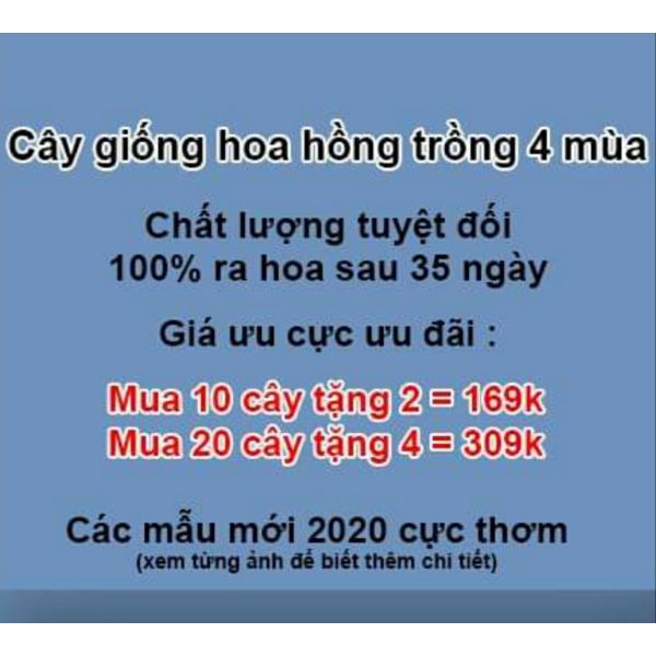 Cây Giống Hoa Hồng Ngoại Gốc 2 Năm Tuôi