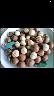 Hạt Maccadamia chưa tách vỏ