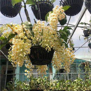 Lan Kiều Vuông 1 giề