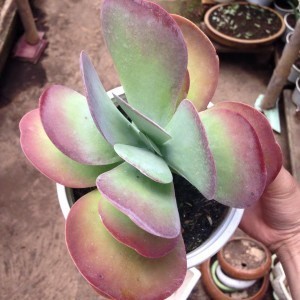 sen đá Cánh bướm trung