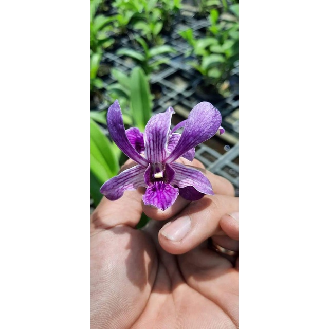 HOA LAN DAZANG BLUE