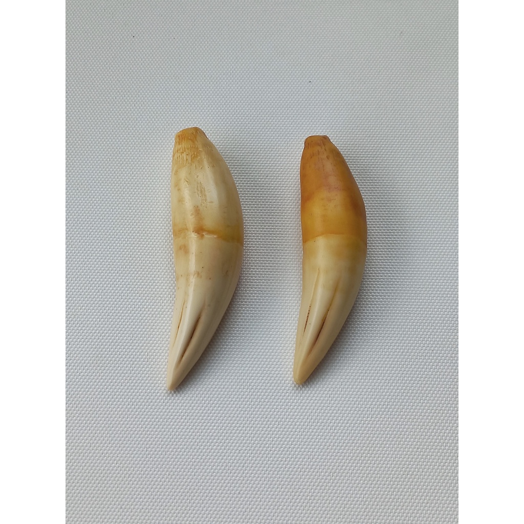 Nanh báo nhân tạo