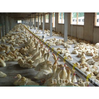 Núm Uống Nước Cho Vịt. BỘ 10 Núm