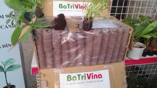 Combo 30 Viên nén xơ dừa Batri Vina