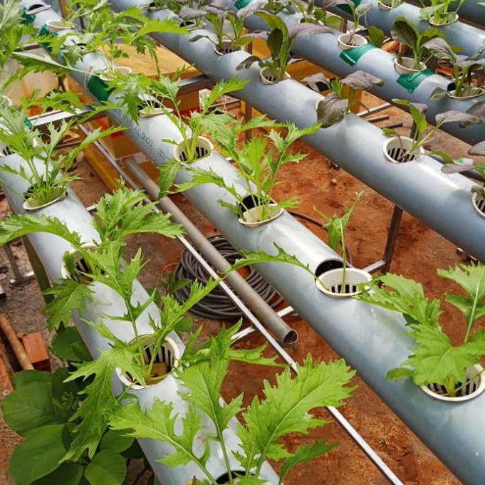 Dung Dịch Thủy Canh HYDROPONIC 100ML - thủy canh lavamix 100ml